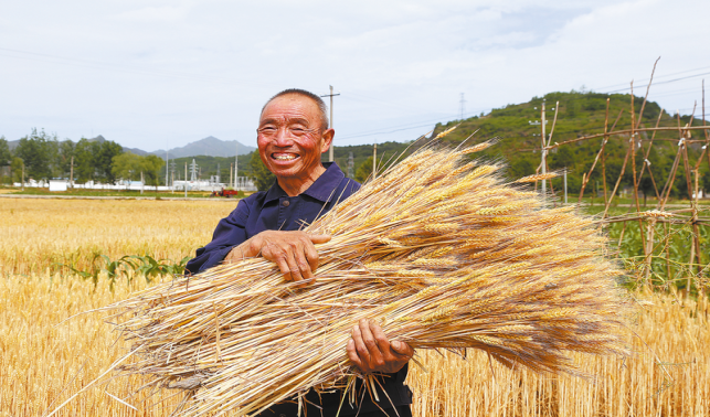 夏日好“豐”景 小麥搶收忙