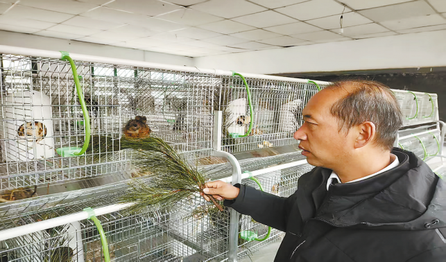 蔡川鎮(zhèn)：鼯鼠成為“致富寶”