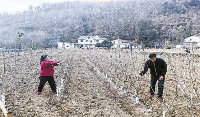 密植桑園科管忙